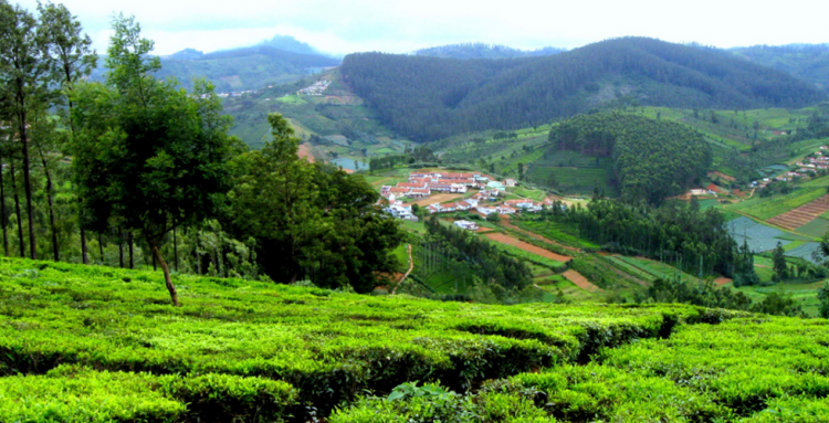 4N/5D- Mysore Ooty Tour