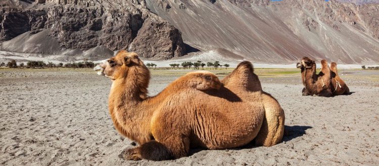 Exotic Leh with Nubra Valley